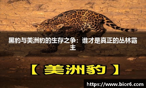 黑豹与美洲豹的生存之争：谁才是真正的丛林霸主